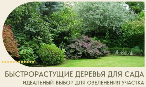 Быстрорастущие деревья для сада идеальный выбор в Уфе