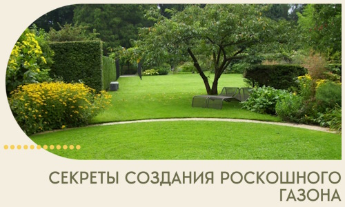 Секреты создания роскошного газона в Уфе